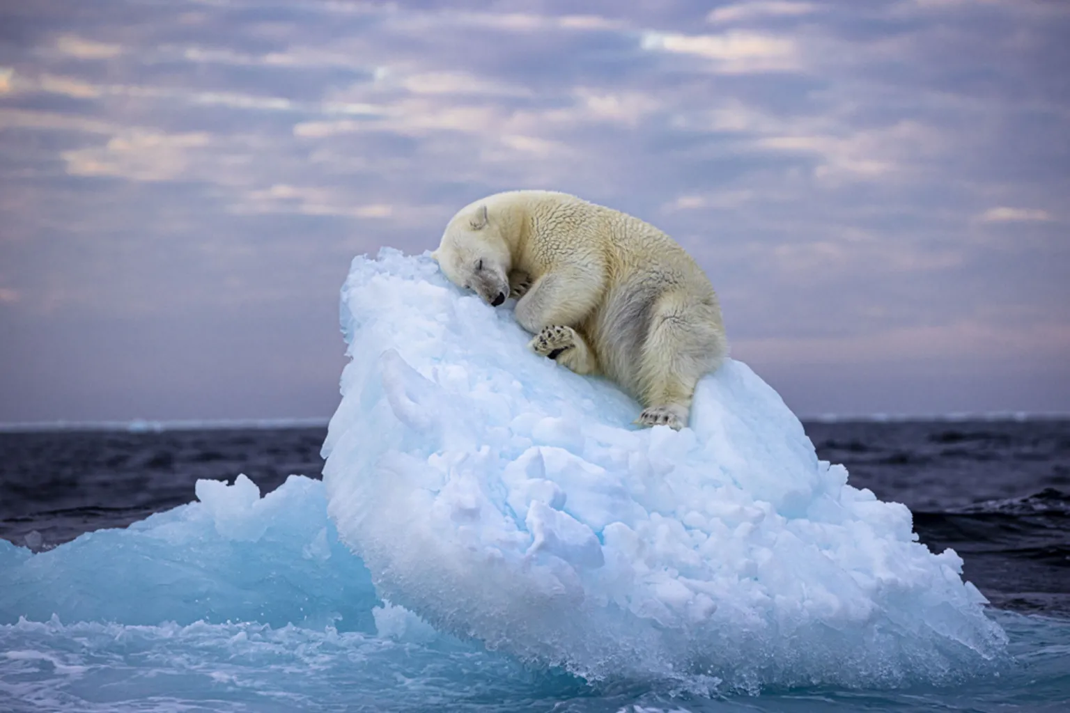 Sleeping polar bear