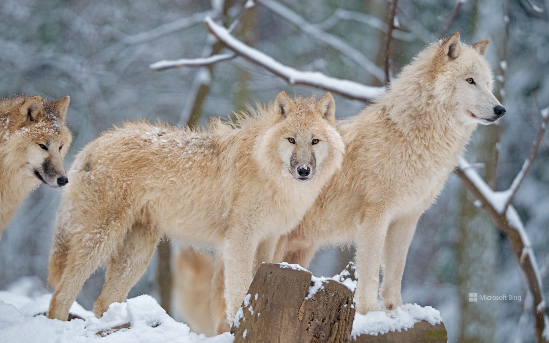 Family outing