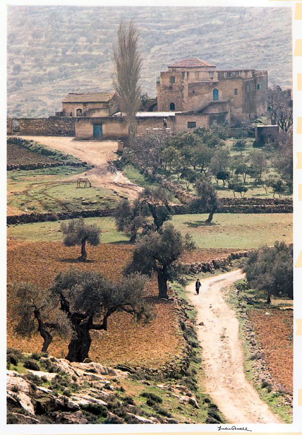 Olive trees, Palestine, 1980's